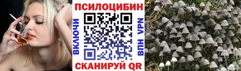 Купить где  Калач-на-Дону  Галлюциногенные грибы Psilocybe 